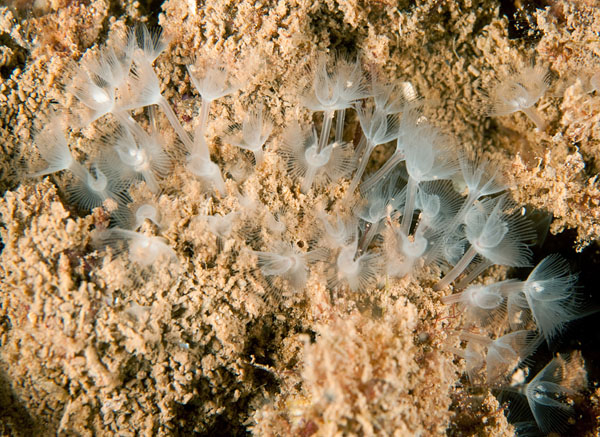 Phoronis hippocrepia - Worms (from various groups)