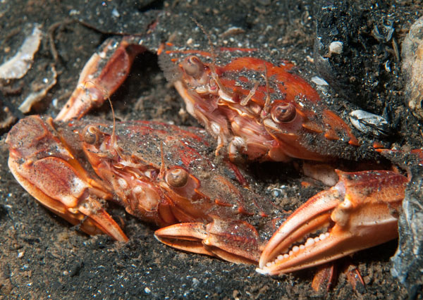 Liocarcinus depurator pair - Crabs, Lobsters, Shrimps & Prawns etc (Crustacea)