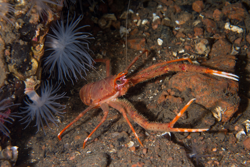 Munida rugosa - Crabs, Lobsters, Shrimps & Prawns etc (Crustacea)