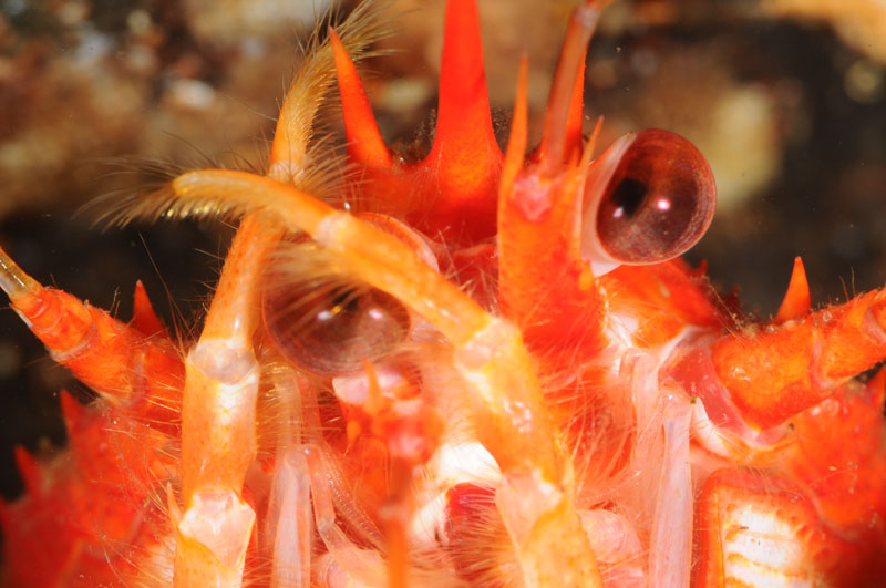 Squat lobster cleaning eye - Behaviour observations