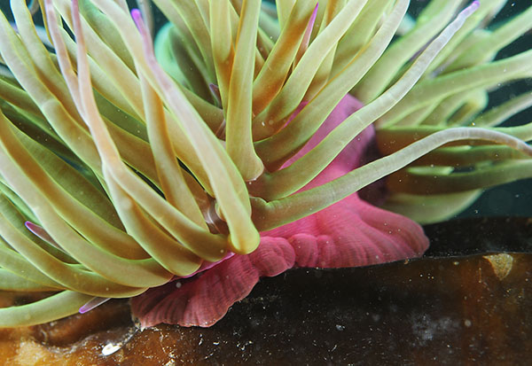 Anemonia viridis column detail - Anemones (Anthozoa)