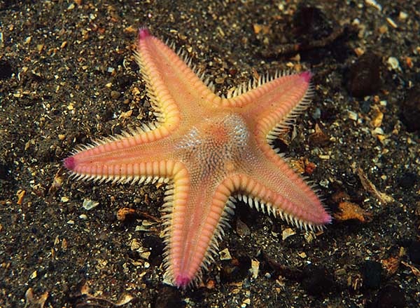 Astropecten irregularis - Starfish (Echinodermata)