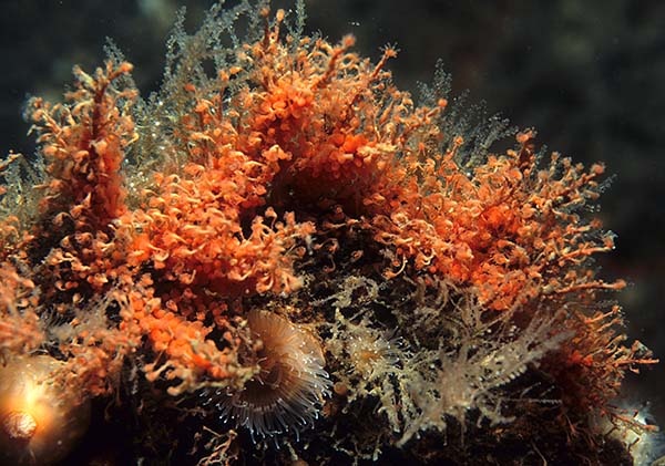 Sarsia eximia - Sea Firs (Hydrozoa)