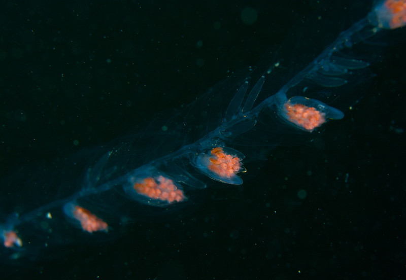 Nanomia cara (Siphonophore) - Jellyfish and 'jelly-like' animals