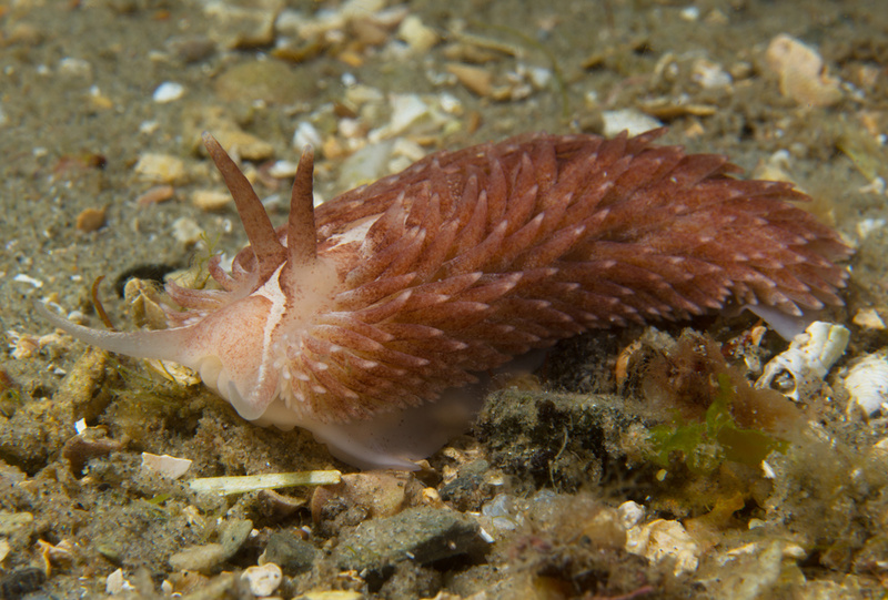 Aeolidia filomenae - Sea Slugs & Sea Hares (Nudibranchs etc)