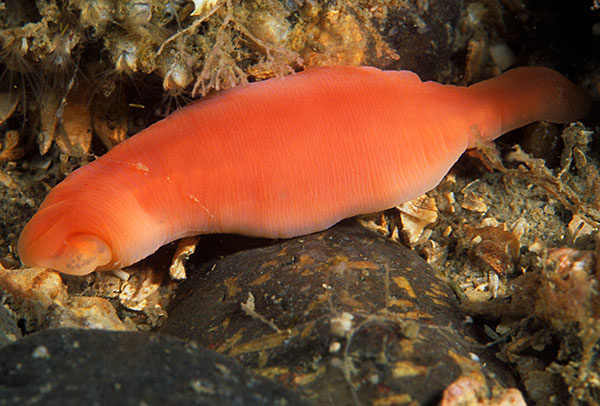 Nipponnemertes pulcher - Worms (from various groups)