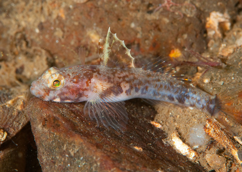 Lebetus scorpioides female - Fishes – bony and cartilagous (Pisces)