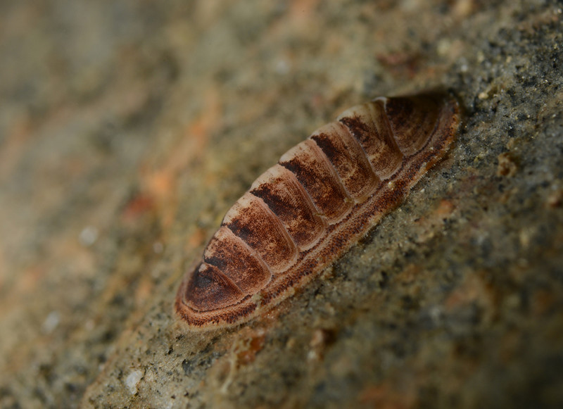 Leptochiton asellus - Sea Snails, Bivalves & Lamp Shells (Mollusca etc)