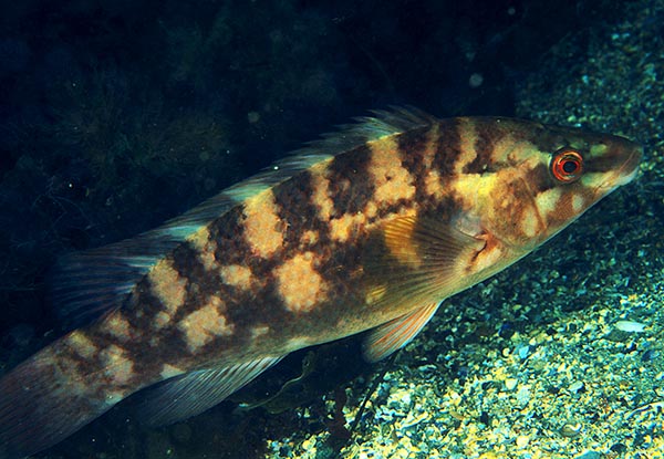 Labrus bergylta - Fishes – bony and cartilagous (Pisces)