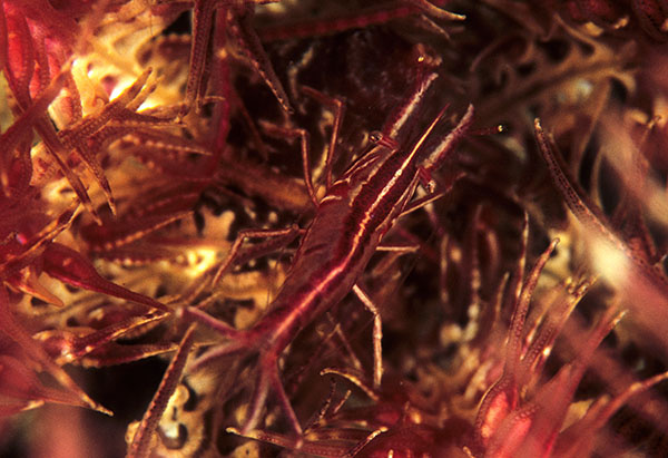 Hippolyte prideauxiana in feather star - Crabs, Lobsters, Shrimps & Prawns etc (Crustacea)
