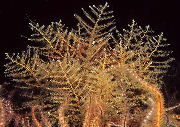 Abietinaria abietina - Sea Firs (Hydrozoa)