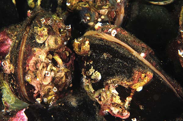Modiolus modiolus - Sea Snails, Bivalves & Lamp Shells (Mollusca etc)