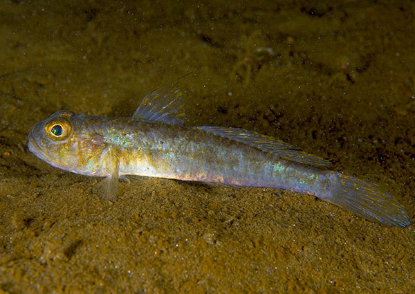 Lesueurigobius friesii - Fishes – bony and cartilagous (Pisces)