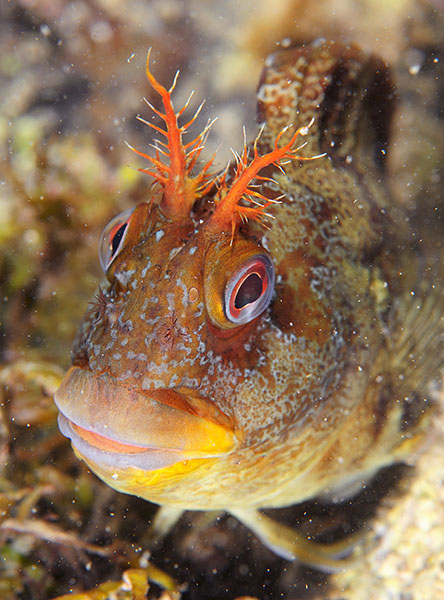 Parablennius gattorugine - Fishes – bony and cartilagous (Pisces)