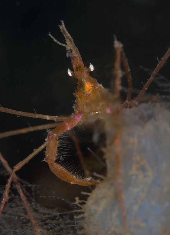 Macropodia rostrata - Crabs, Lobsters, Shrimps & Prawns etc (Crustacea)