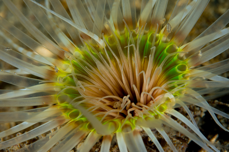 Synarachnactis lloydii with amphipods - Anemones (Anthozoa)