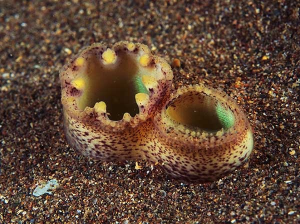 Lutraria lutraria (siphon) TBC - Sea Snails, Bivalves & Lamp Shells (Mollusca etc)