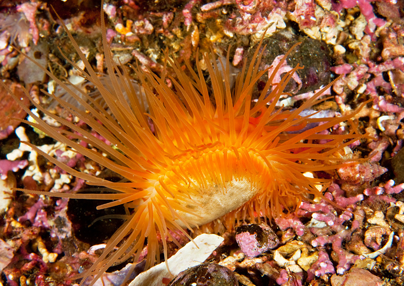 Limaria hians - Sea Snails, Bivalves & Lamp Shells (Mollusca etc)