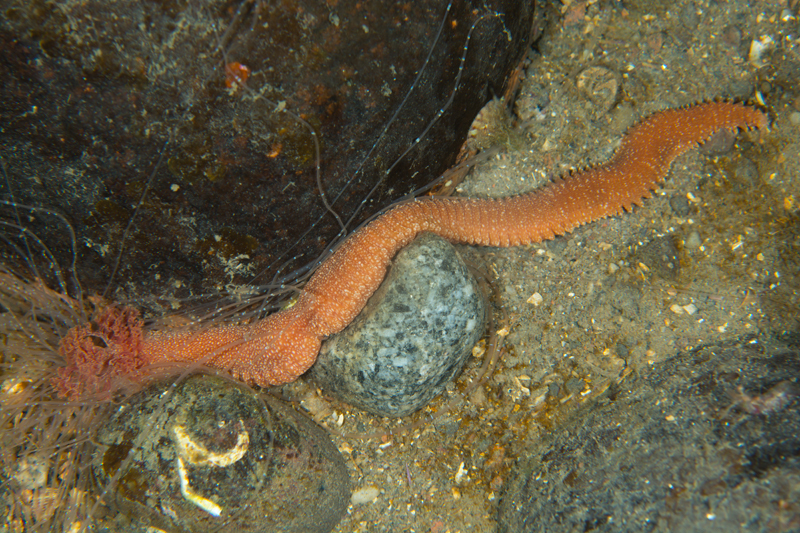 Eupolymnia nebulosa - Worms (from various groups)