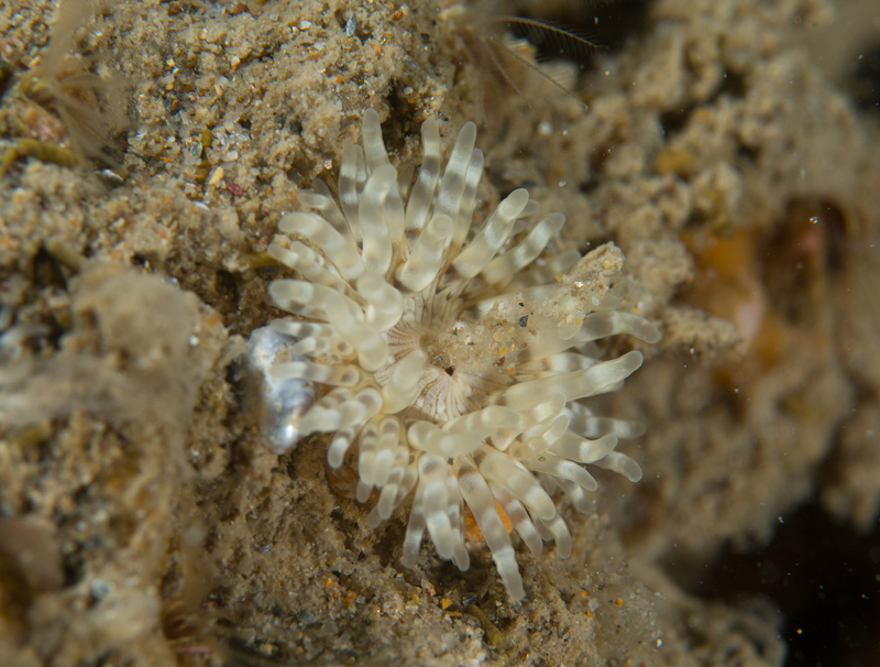 Sagartia troglodytes - Anemones (Anthozoa)