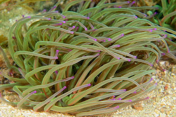 Anemonia viridis - Anemones (Anthozoa)