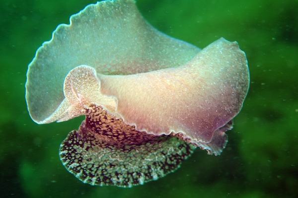 Pleurobranchus membranaceus - Sea Slugs & Sea Hares (Nudibranchs etc)