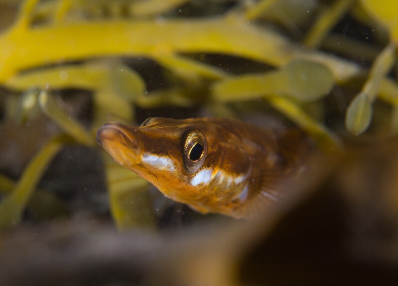 Spinachia spinachia - Fishes – bony and cartilagous (Pisces)