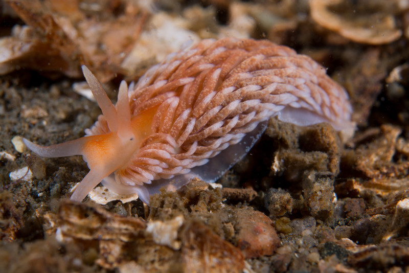 Aeolidiella cf. glauca (TBC) - Sea Slugs & Sea Hares (Nudibranchs etc)