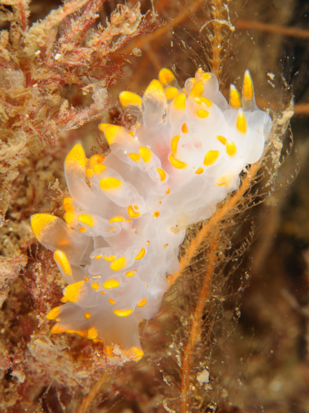 Lomanotus genei