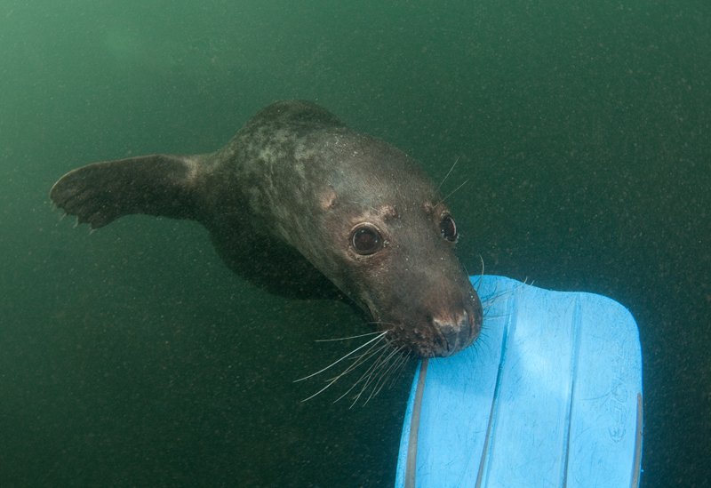 Grey Seal - Halichoerus grypus - Grey Seals