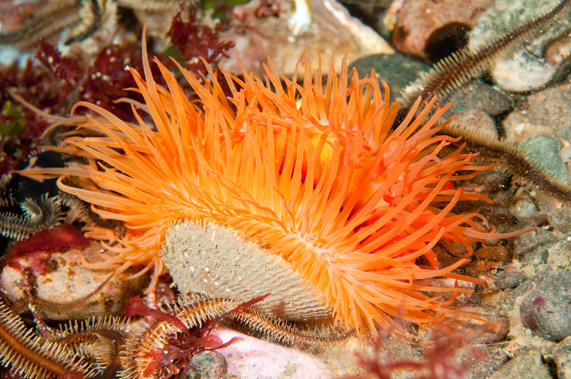 Limaria hians - Sea Snails, Bivalves & Lamp Shells (Mollusca etc)