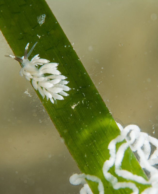 Favorinus branchialis - Sea Slugs & Sea Hares (Nudibranchs etc)