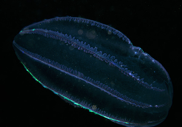 Beroe cucumis - Jellyfish and 'jelly-like' animals