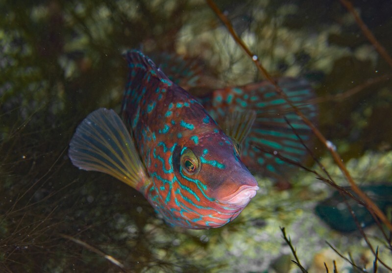 Symphodus melops - Fishes – bony and cartilagous (Pisces)