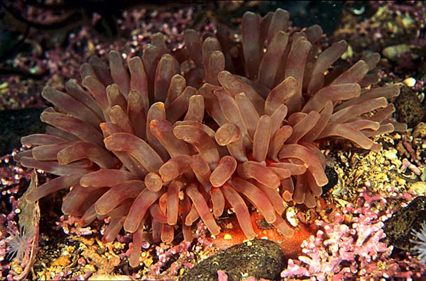 Urticina felina - Anemones (Anthozoa)