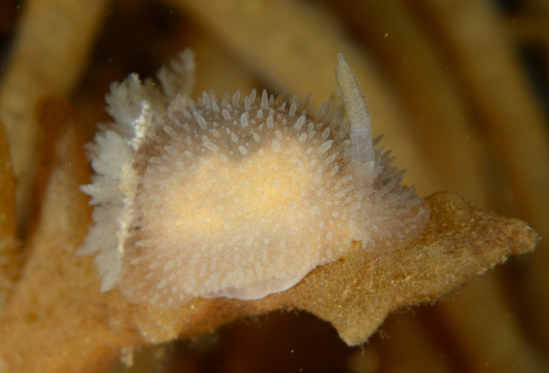 Acanthodoris pilosa - Sea Slugs & Sea Hares (Nudibranchs etc)