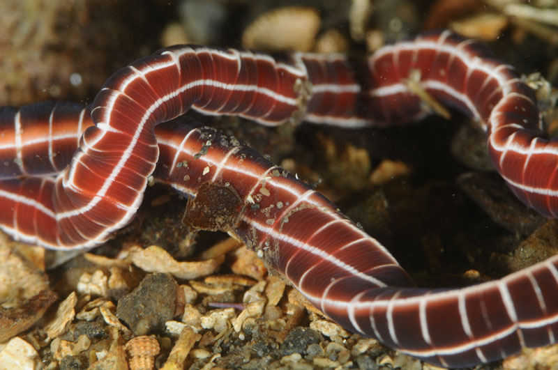 Tubulanus superbus - Worms (from various groups)