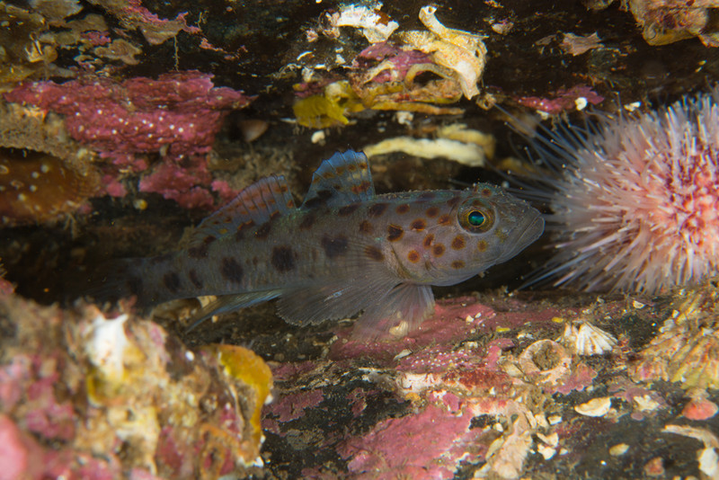 Scottish sea loch - Habitat Scenes