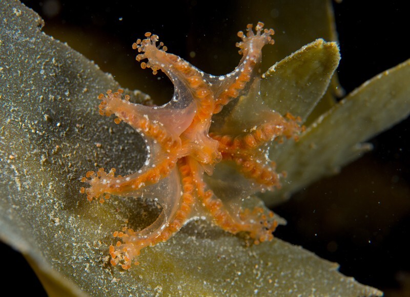 Haliclystus octoradiatus - Jellyfish and 'jelly-like' animals