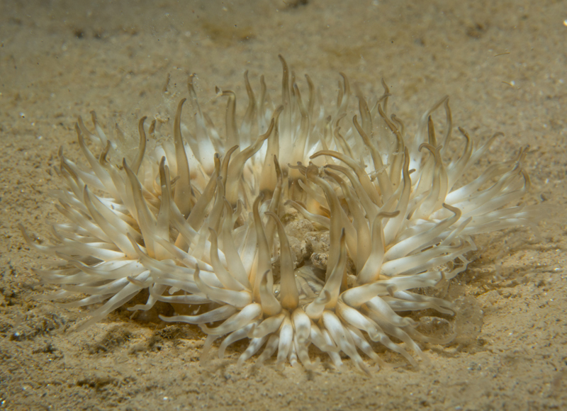 Sagartia troglodytes - Anemones (Anthozoa)
