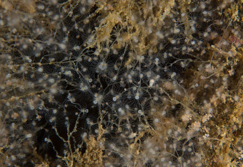 Eudendrium arbuscula - Sea Firs (Hydrozoa)