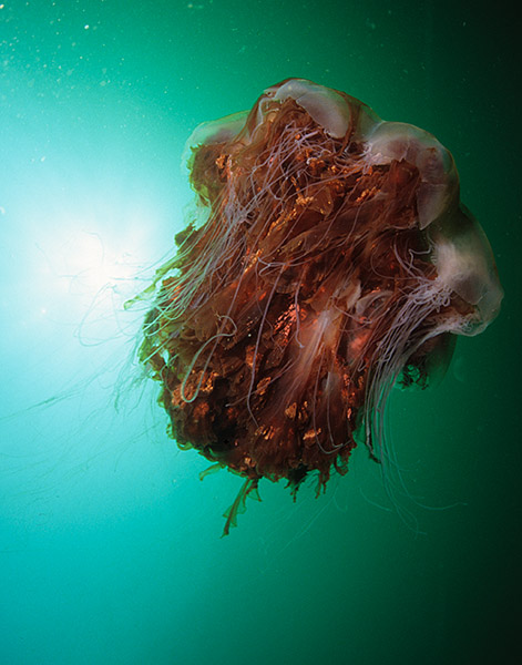 Cyanea capillata - Jellyfish and 'jelly-like' animals