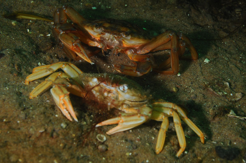Liocarcinus depurator moulting i - Behaviour observations