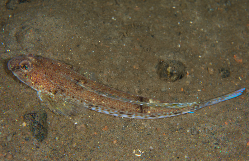 Callionymus maculatus - Fishes – bony and cartilagous (Pisces)