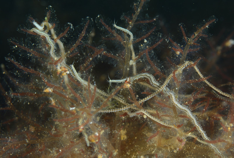 Phyllodoce mucosa - Worms (from various groups)