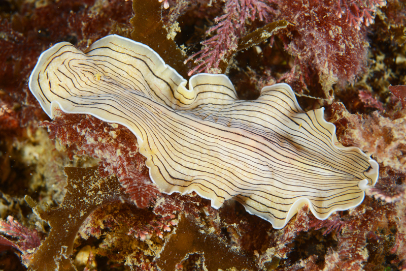 Prostheceraeus vittatus - Worms (from various groups)