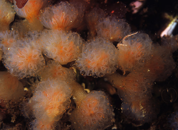 Aplidium punctum - Sea Squirts (Tunicata)