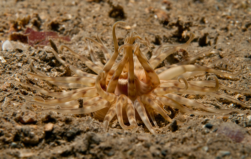Mesacmaea mitchellii - Anemones (Anthozoa)