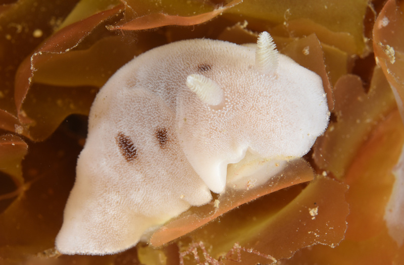 Jorunna tomentosa - Sea Slugs & Sea Hares (Nudibranchs etc)