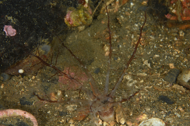 Thyone fusus - Sea Cucumbers (Echinodermata)
